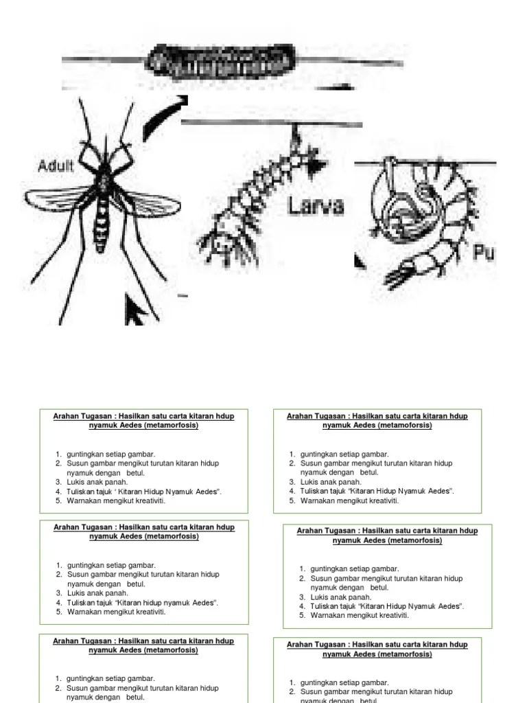 Kitaran Hidup Nyamuk Aedes