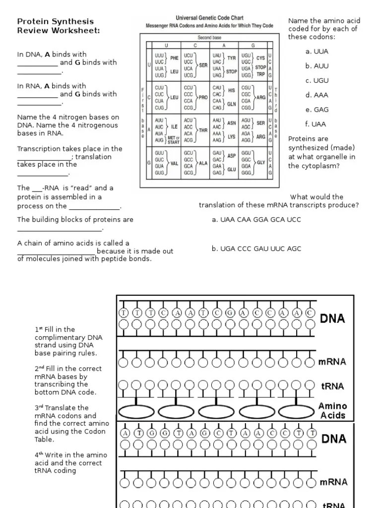Protein Synthesis Review Worksheet PDF