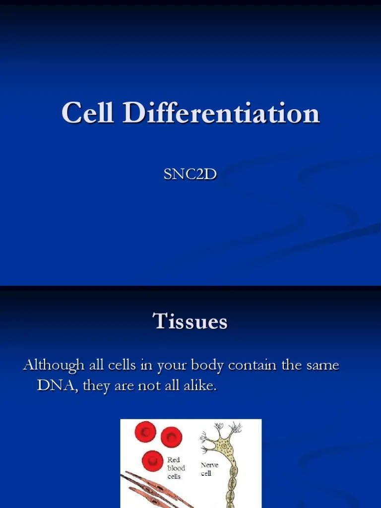 celldifferentiation Tissue (Biology) Regeneration (Biology)