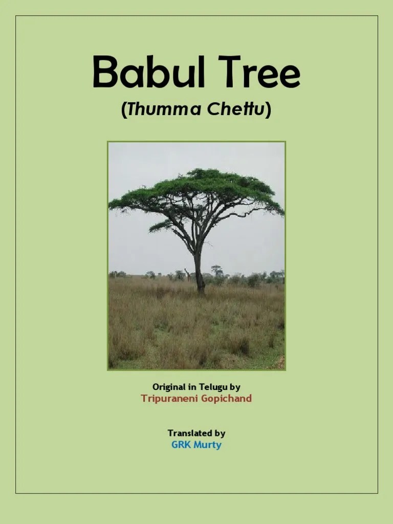 Babul Tree