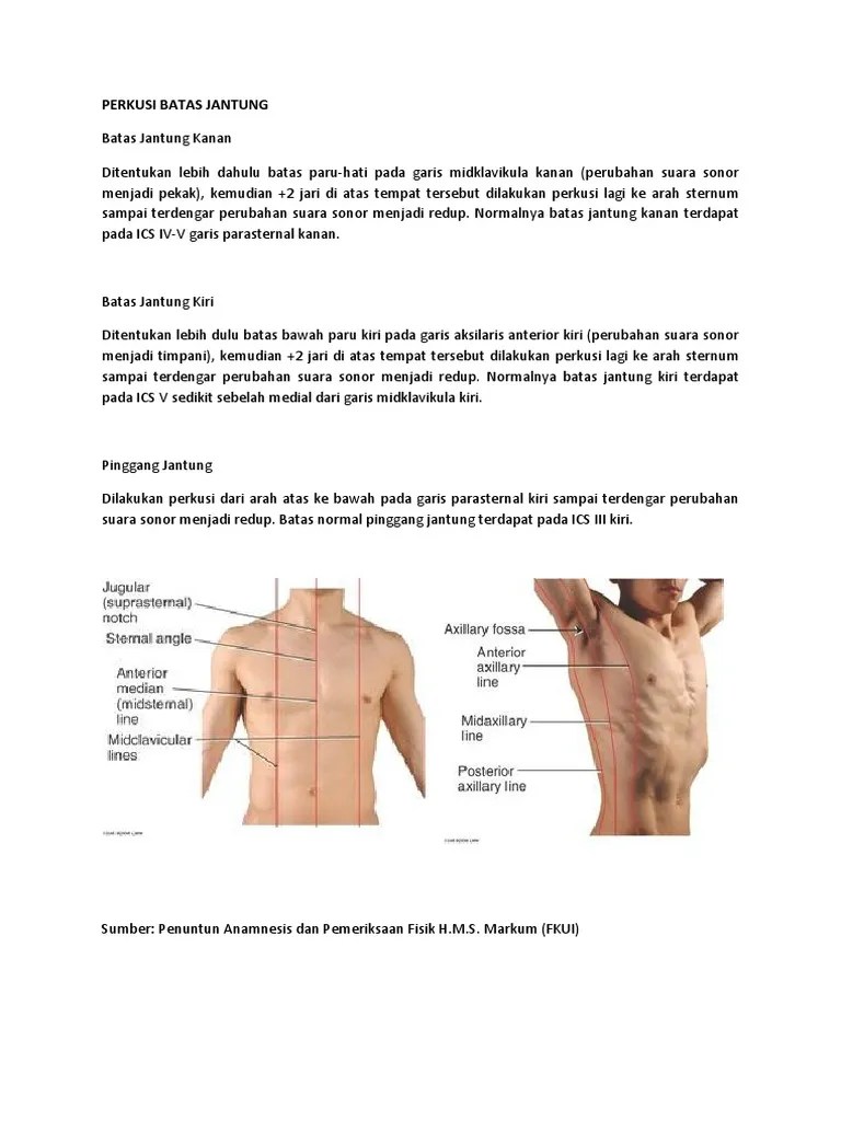 Perkusi Batas Jantung | PDF