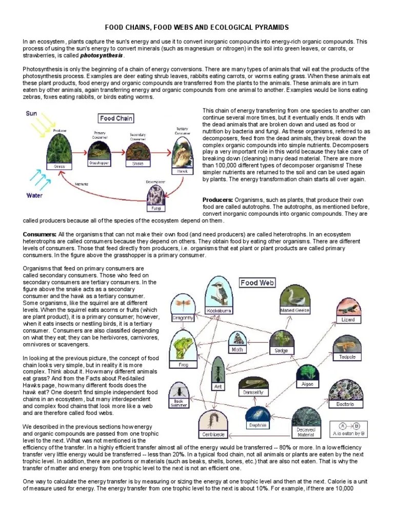 ecologicalpyramidsworksheet Food Web Systems Ecology