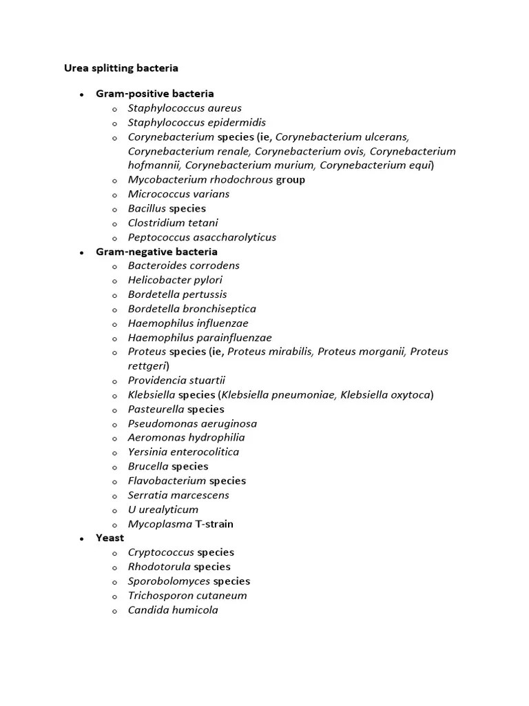 Urea Splitting Bacteria GramPositive Bacteria PDF
