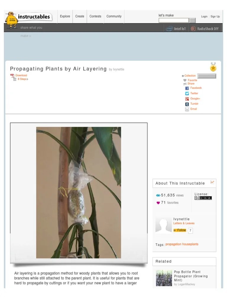 Propagating Plants by Air Layering PDF Ficus Moss