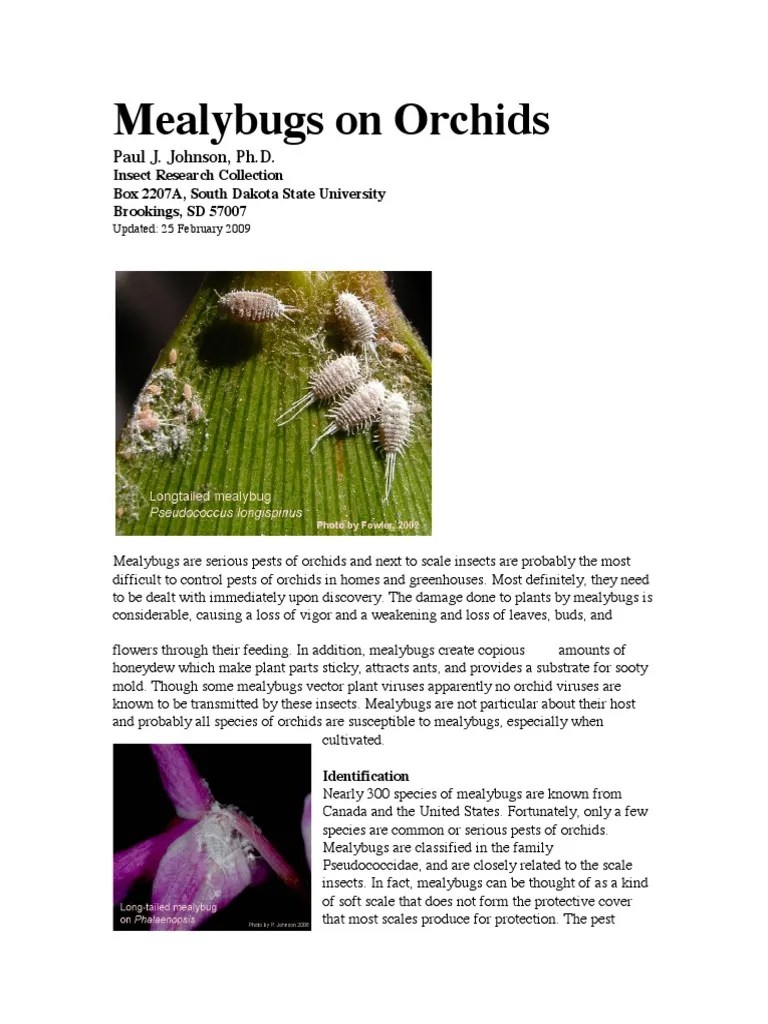 Mealybugs on Orchids Insecticide Biological Pest Control