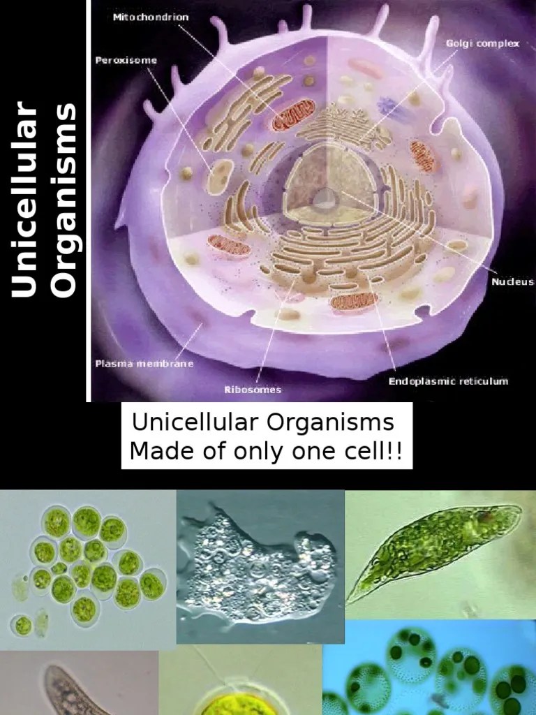 Unicellular Organisms Cell (Biology) Organisms