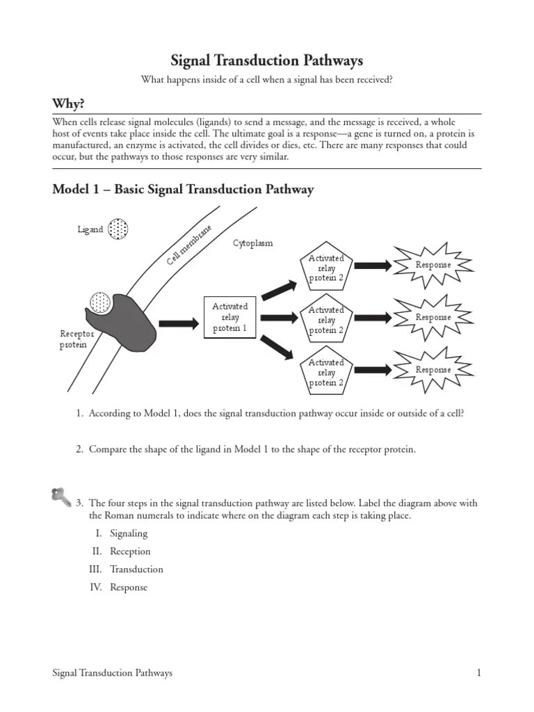 Signal Transduction Pathways POGIL | Cell Signaling | Signal Transduction