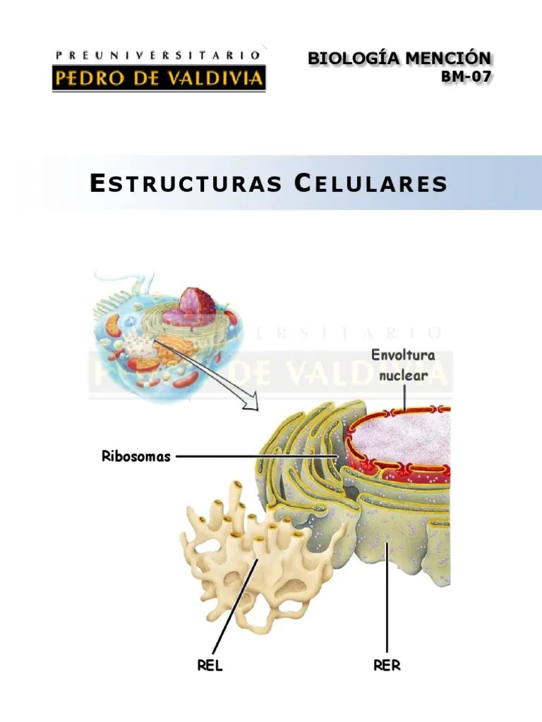 (6) Estructuras Celulares Citoplasma Célula (Biología)