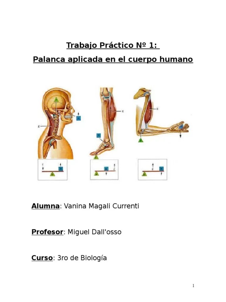 Ejemplos de palancas en el cuerpo humano Palanca Movimiento (física)