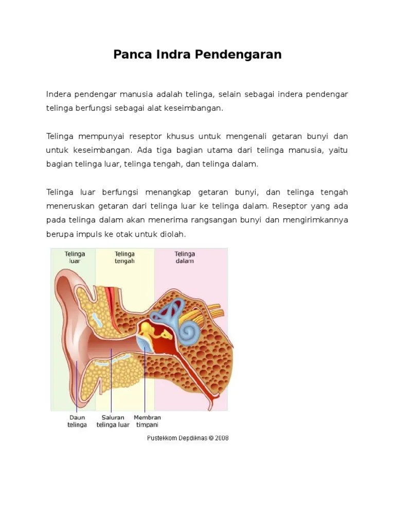 Panca Indra Pendengaran | PDF