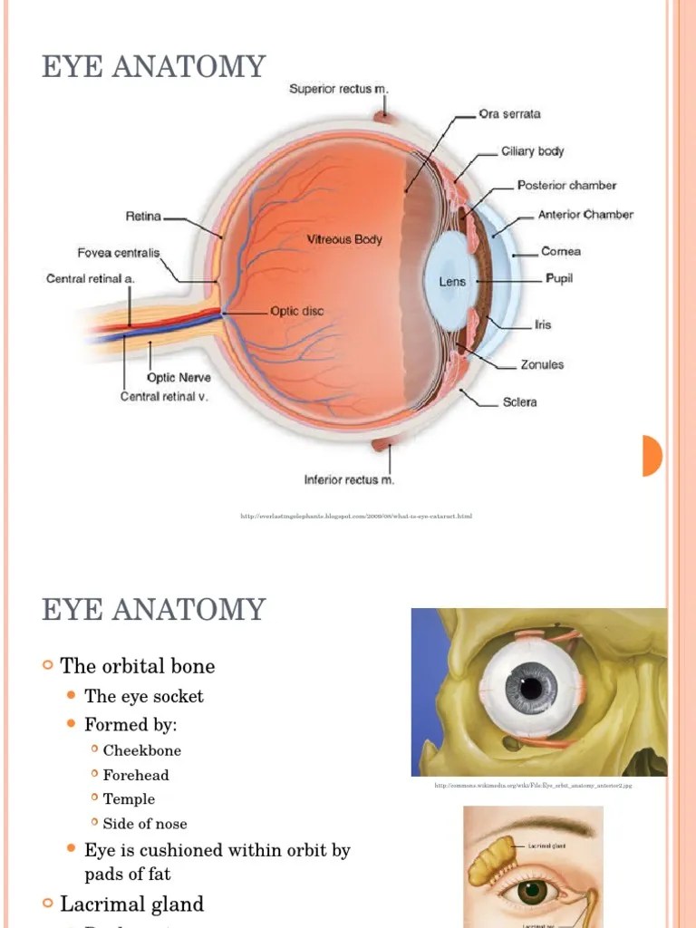 3800Lecture 1 Eye Anatomy Retina Human Eye Free 30