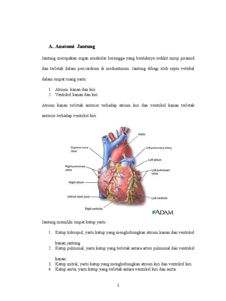 Penyakit Jantung Bawaan