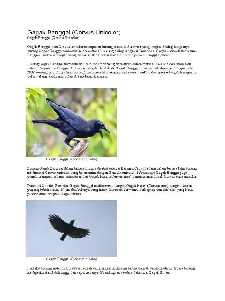 Gagak Banggai