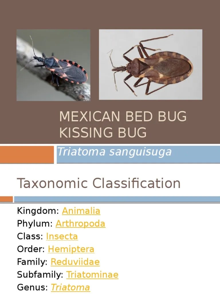 Mexican Bed Bug PDF Clinical Medicine Medicine
