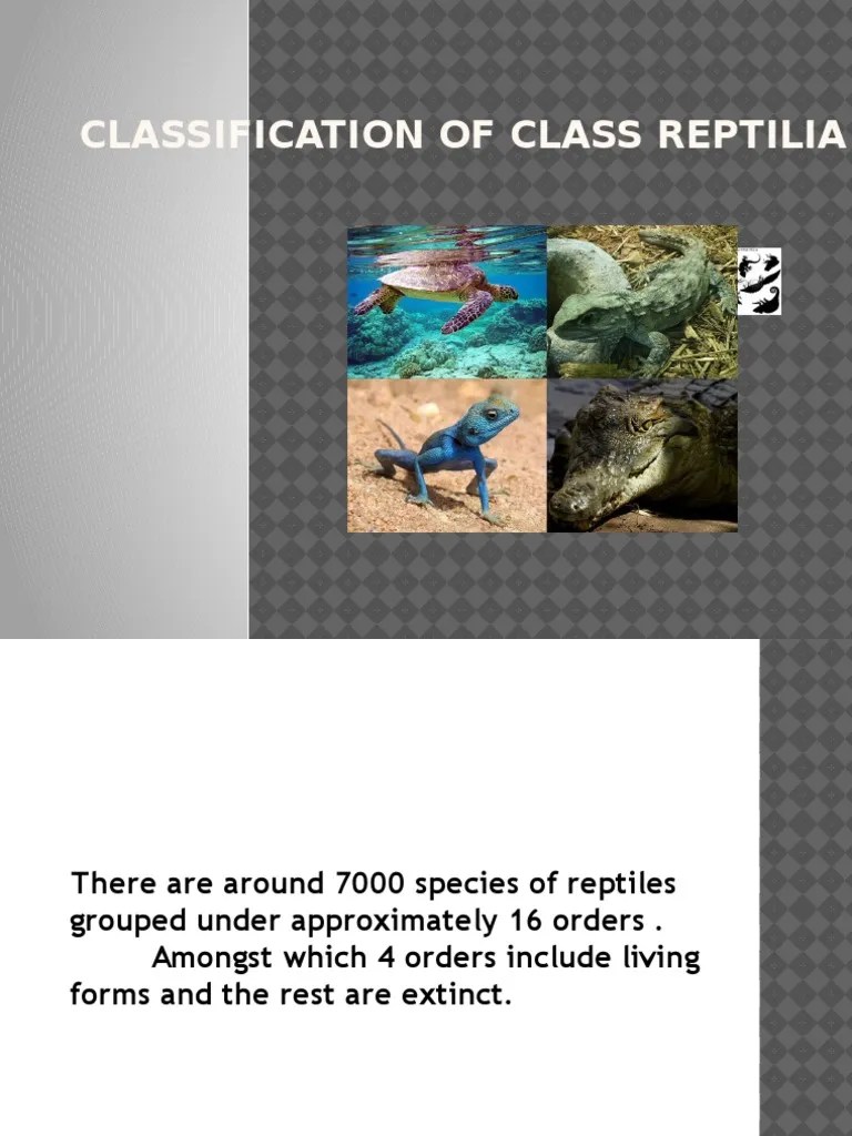 CLASSIFICATION OF CLASS REPTILIA Reptile Turtle