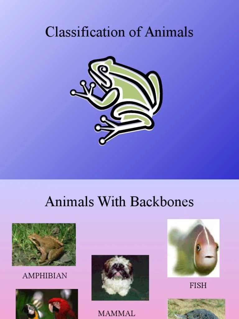 Classification of animals(1).ppt Invertebrate Amphibian