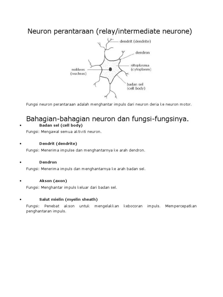 Neuron Perantaraan | PDF
