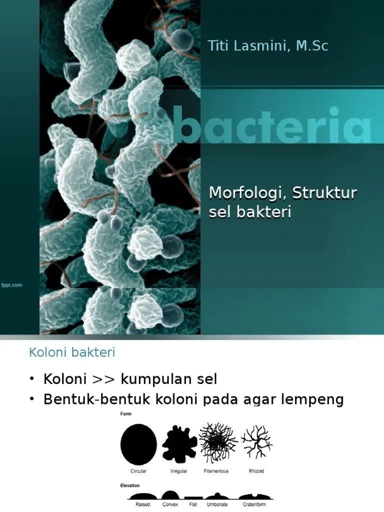 1. Struktur Sel Bakteri