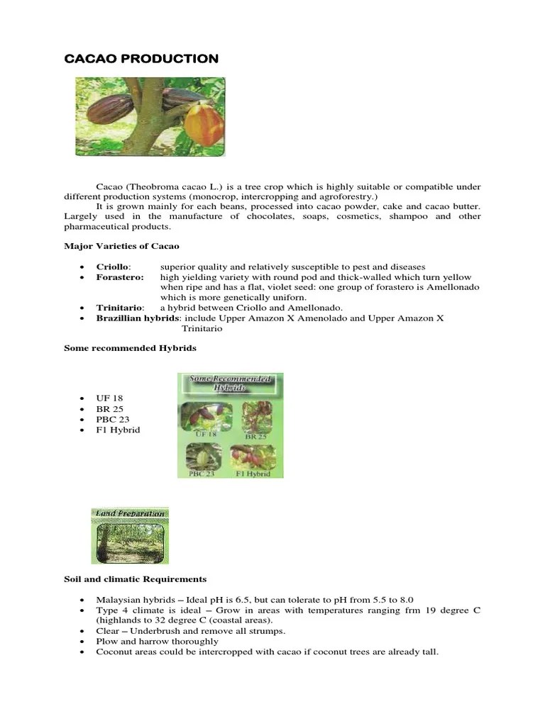 Cacao Production PDF Cocoa Bean Fertilizer
