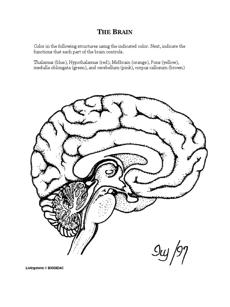 AP Psych anatomy the Brain- Coloring Worksheet - visual map | Brain