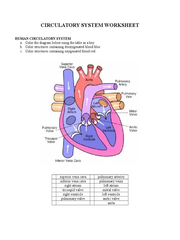 Circulatory System Worksheet PDF