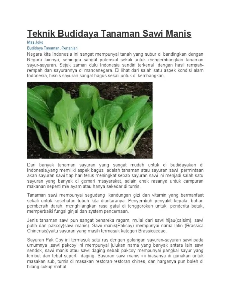 Teknik Budidaya Tanaman Sawi Manis