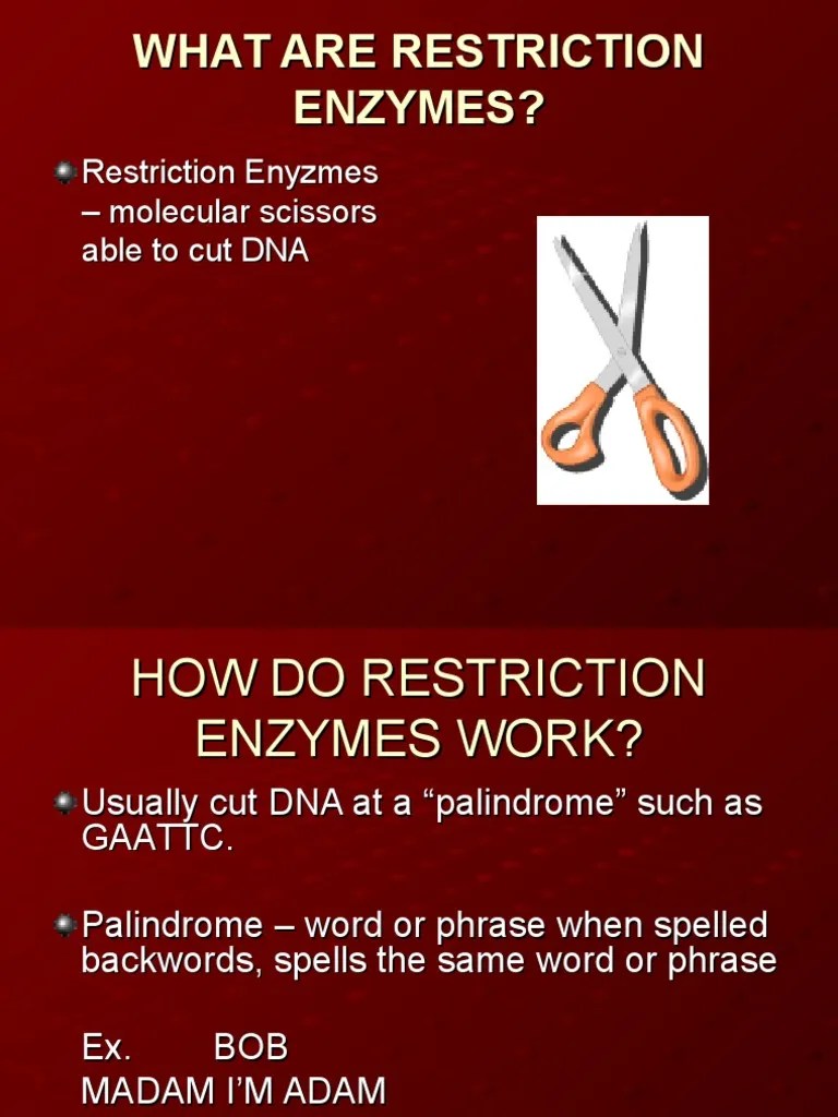 Restriction Enzymes PDF Restriction Enzyme Dna