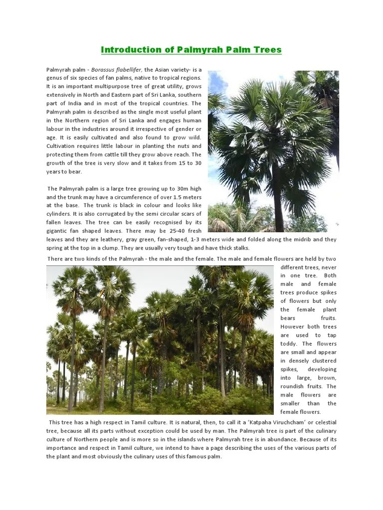 Introduction of Palmyrah Palm Trees Drink