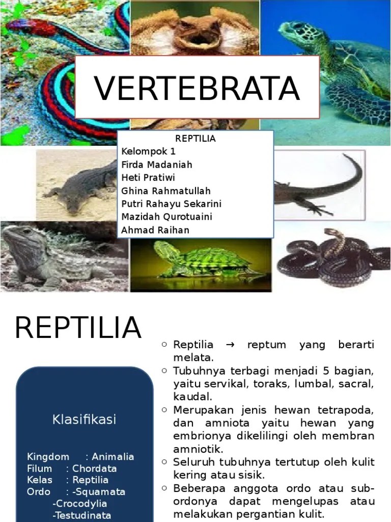 Vertebra Reptil | PDF
