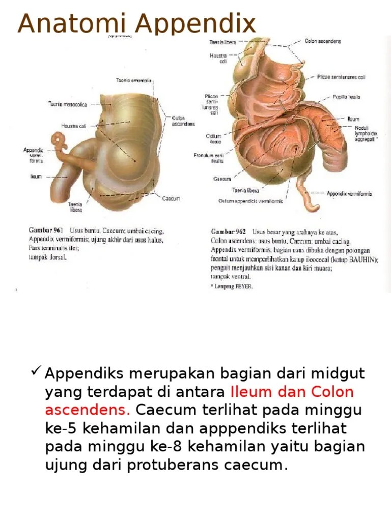 Anatomi Appendix | PDF