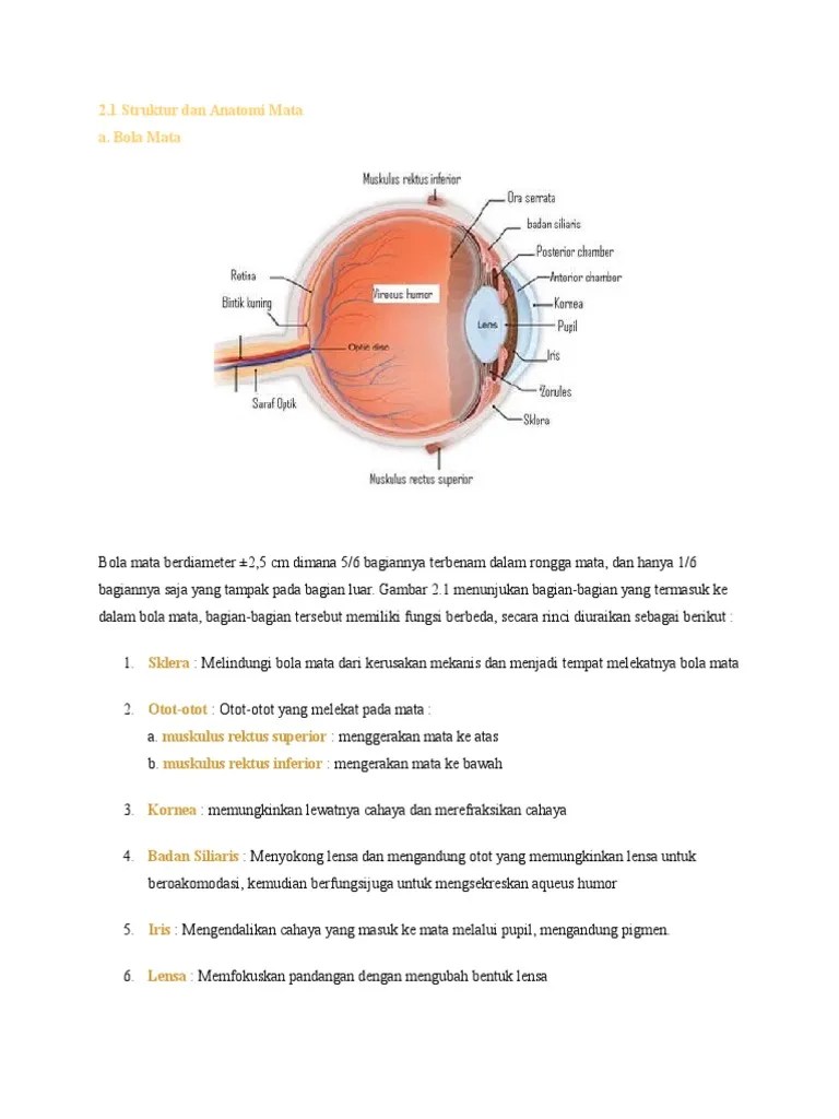 2.1 Struktur dan Anatomi Mata a. Bola Mata