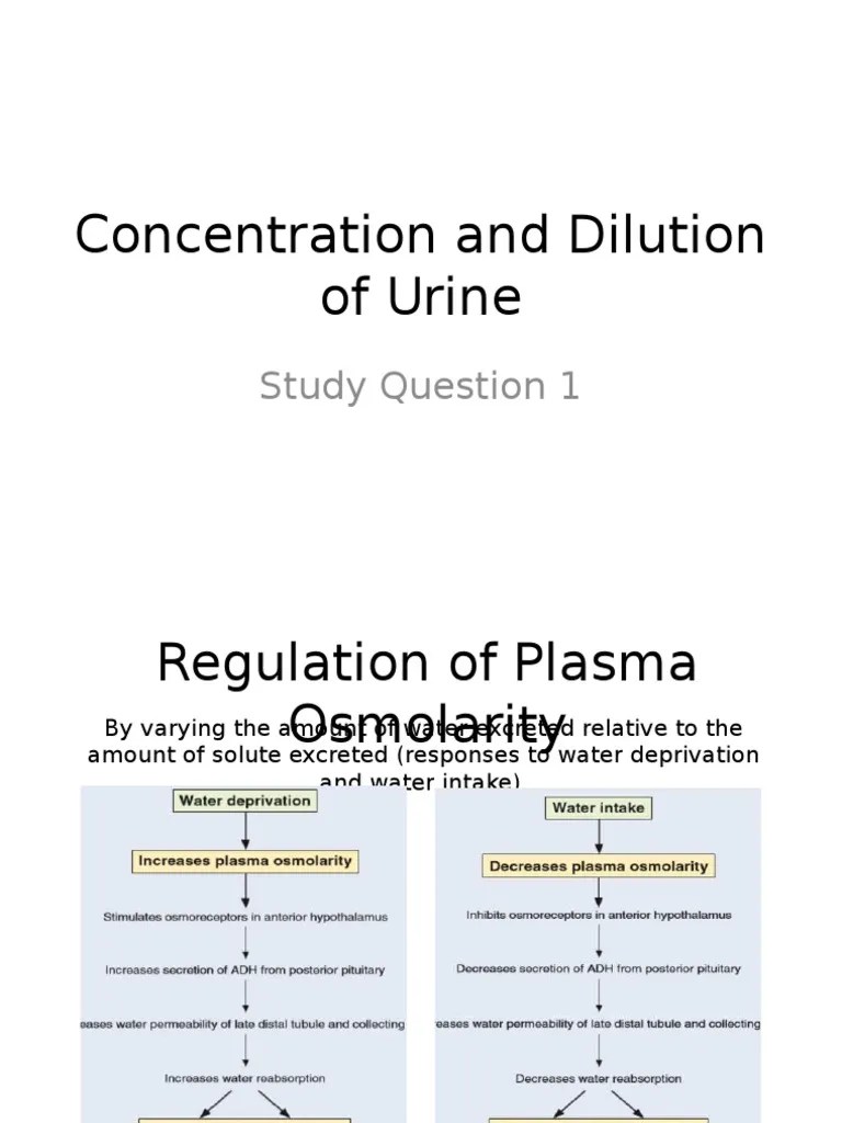 Concentration and Dilution of Urine PDF Abdomen Urinary System