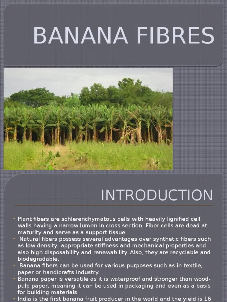 Banana Fibres Fibers Banana