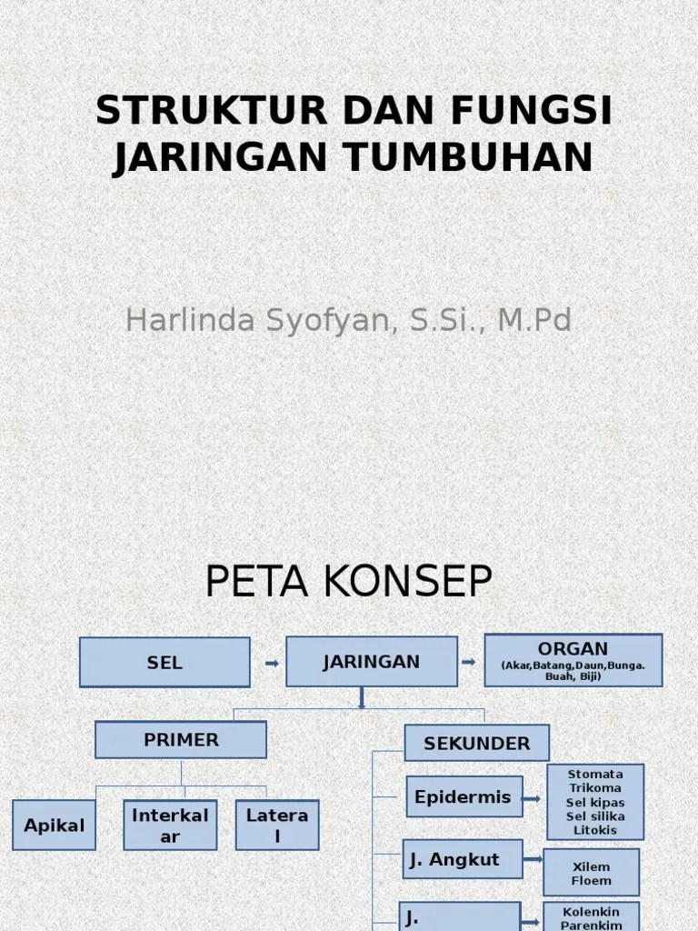 Rangkuman Struktur Dan Fungsi Jaringan Tumbuhan Kelas 11