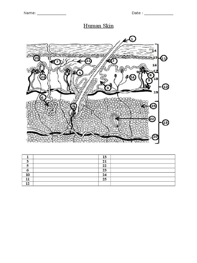 Human Skin Worksheet