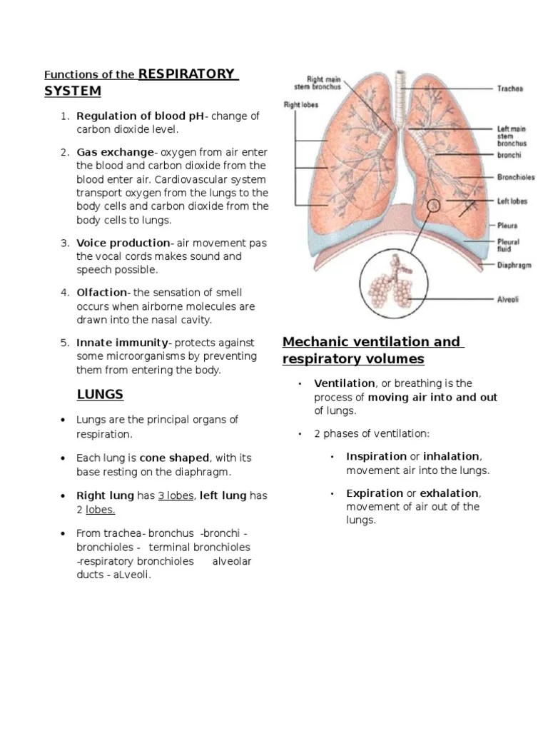 Functions of the Respiratory Syste Respiratory System Lung