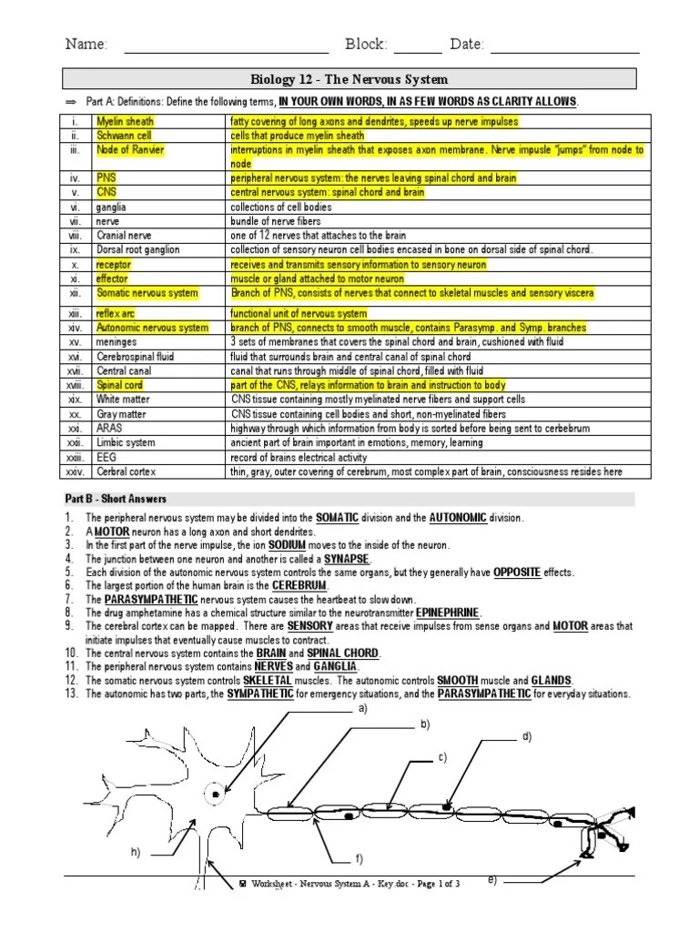 Nervous System Worksheet Answer Key PDF Chemical Synapse Nervous System