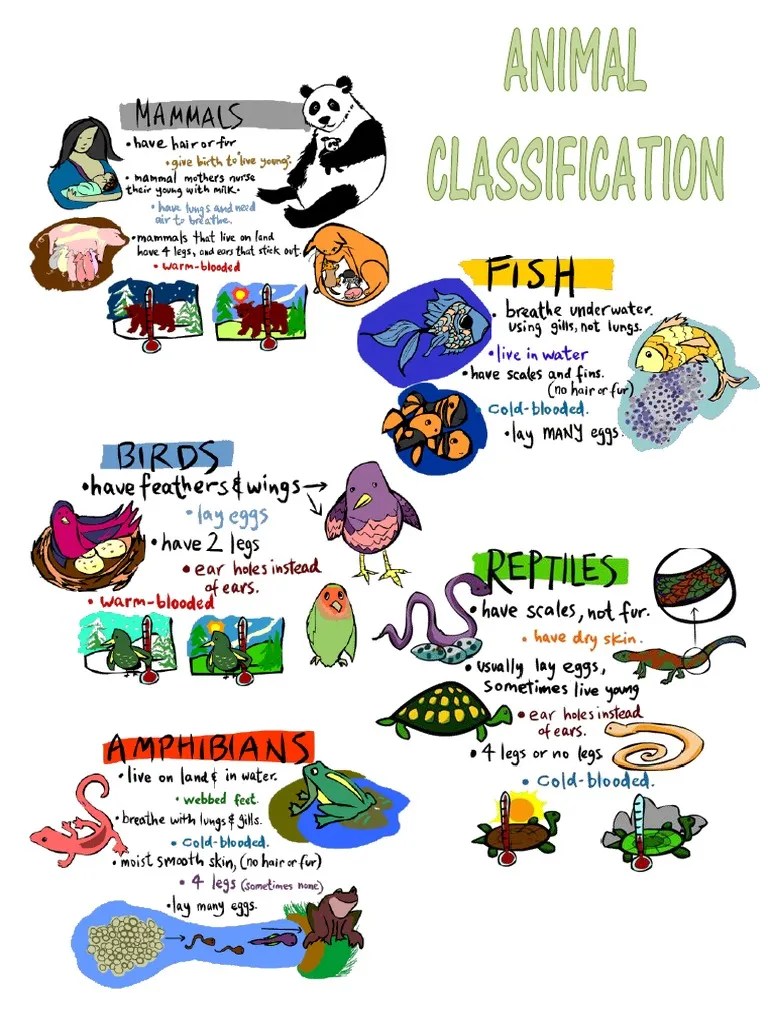 Animals Classification