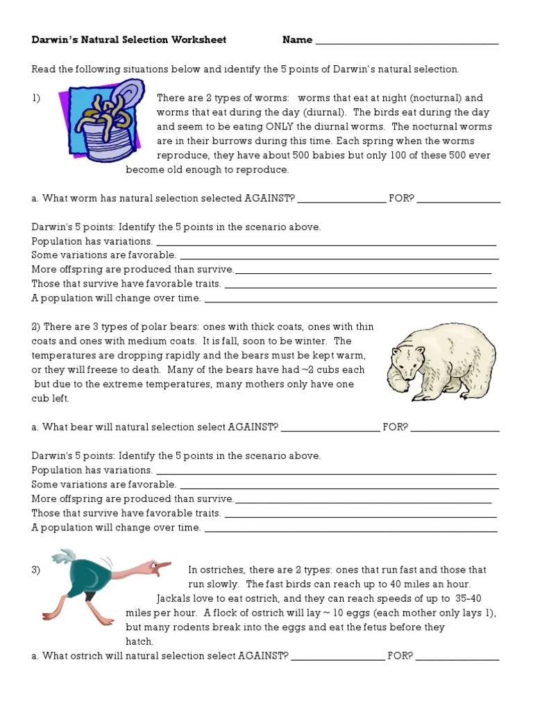 darwins natural selection worksheet Natural Selection Bears