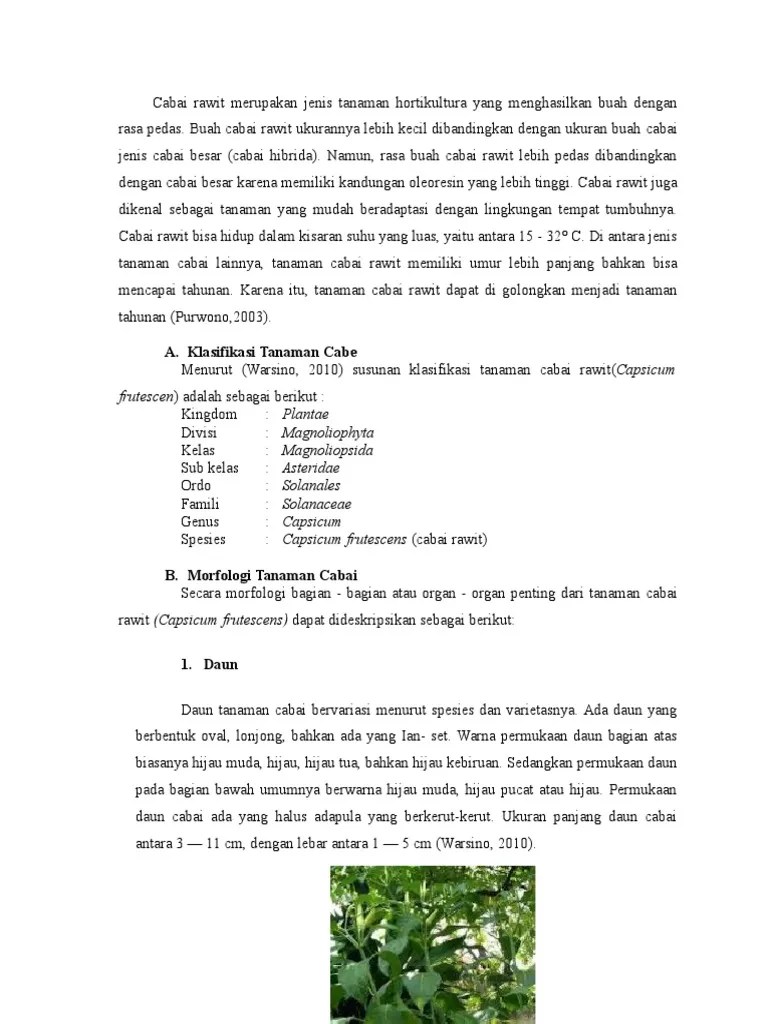 Dasar Teori Cabai | PDF