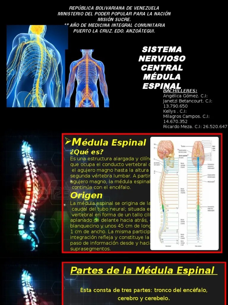 MÃ‰DULA ESPINAL Y SUS COMPONENTES
