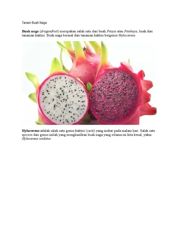 Cara Budidaya Buah Naga Merah Pdf Seputar Buah