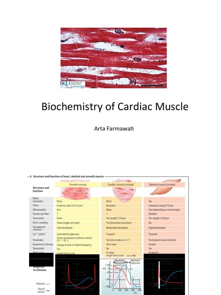 Biochemistry of Cardiac Muscle Muscle Contraction Cardiac Muscle