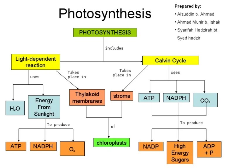 CONCEPT MAP Photosynthesis