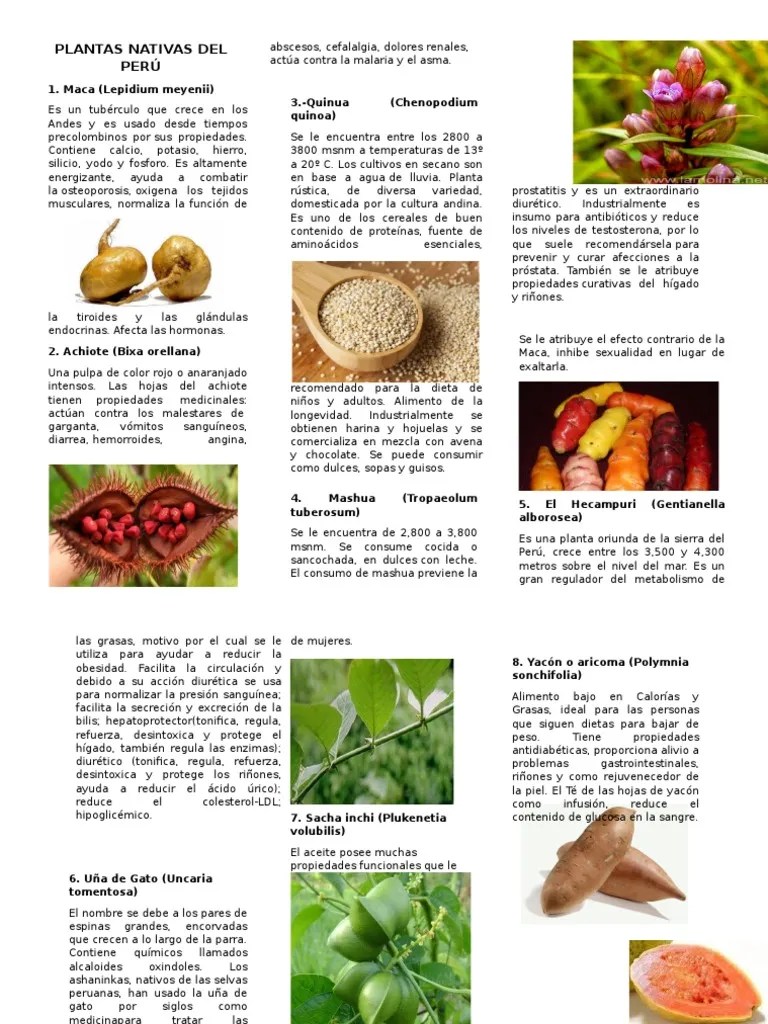 Plantas Nativas Del Perú Mama Especialidades Medicas