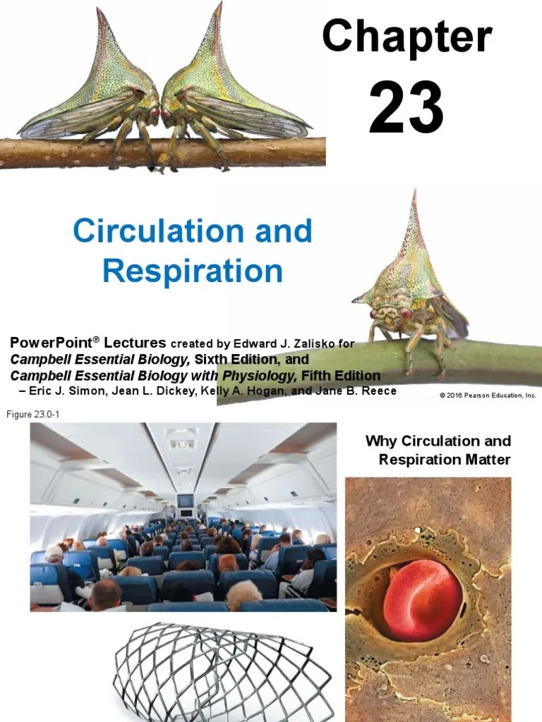 chapter 23.pptx Circulatory System Atrium (Heart)