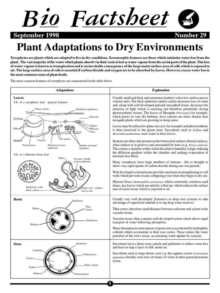Plant Adaptations To Dry Environments PDF