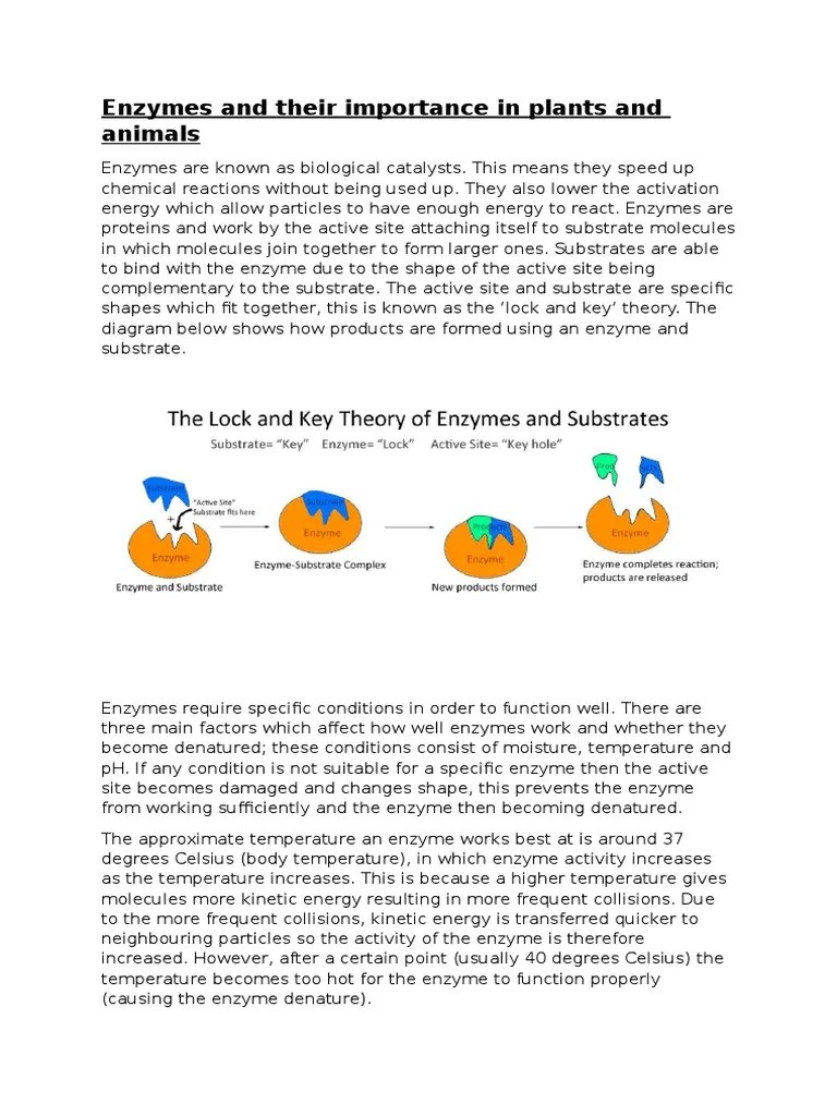 Enzymes and Their Importance in Plants and Animals Enzyme Human