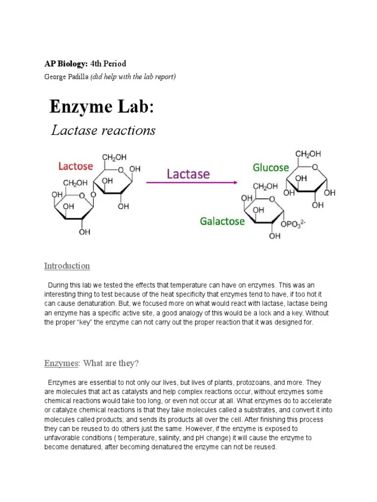 Enzyme Lab AP BIO Enzyme Denaturation (Biochemistry)