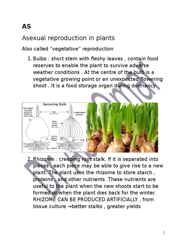 As Asexual Reproduction PDF Bulb Regeneration (Biology)